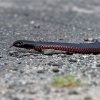 Pakobra cervenobricha - Pseudechis porphyriacus - Red-bellied Black Snake o5596